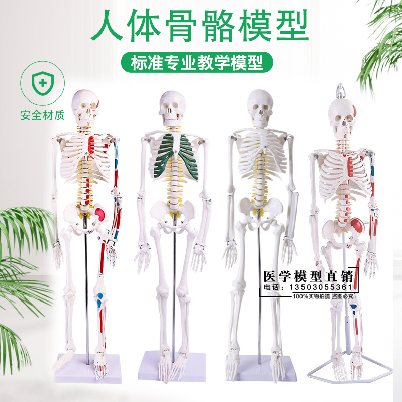 人體脊椎模型- Top 100件人體脊椎模型- 2023年7月更新- Taobao