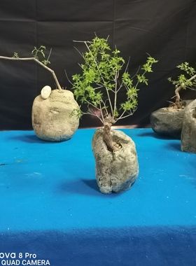 黄荆盆景石雕小盆自然石小盆黄荆盆栽鹅卵石小盆书房茶室摆件
