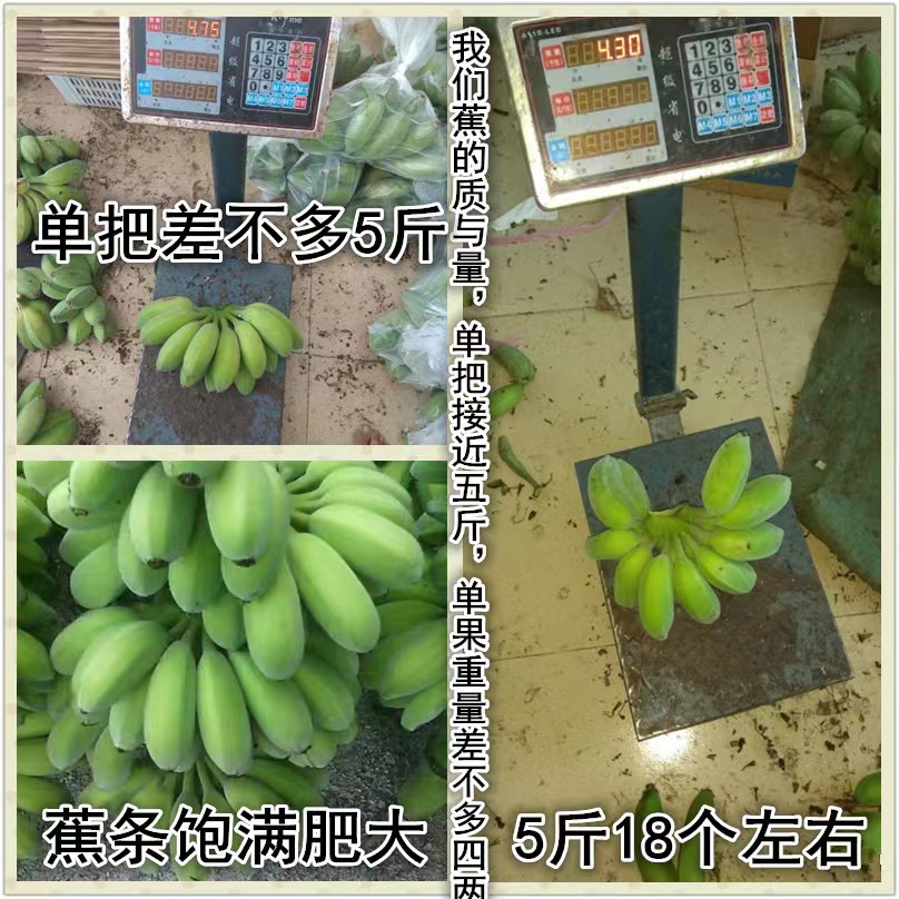 正宗苹果蕉大果 香蕉新鲜5斤自然熟当季整箱水果粉蕉小米芭蕉香焦 - 图2