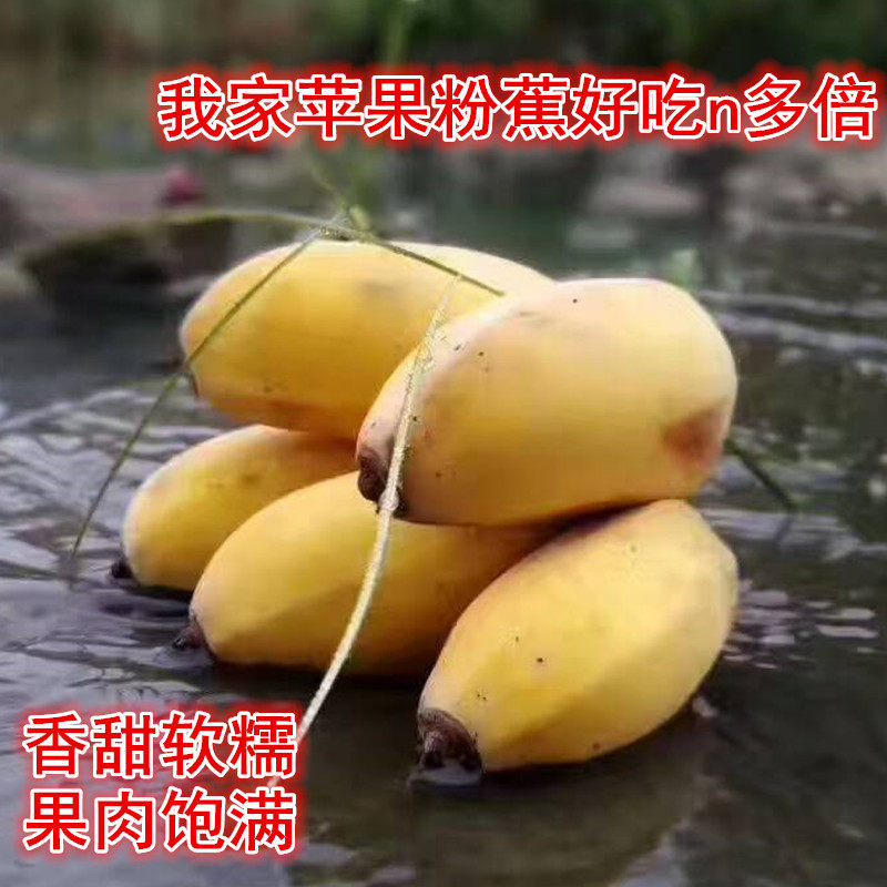 苹果香蕉小米焦粉蕉帝王蕉绿香蕉野生芭蕉水果香蕉新鲜大芭蕉5斤,淘宝优惠券,粉丝福利购,淘宝优惠卷
