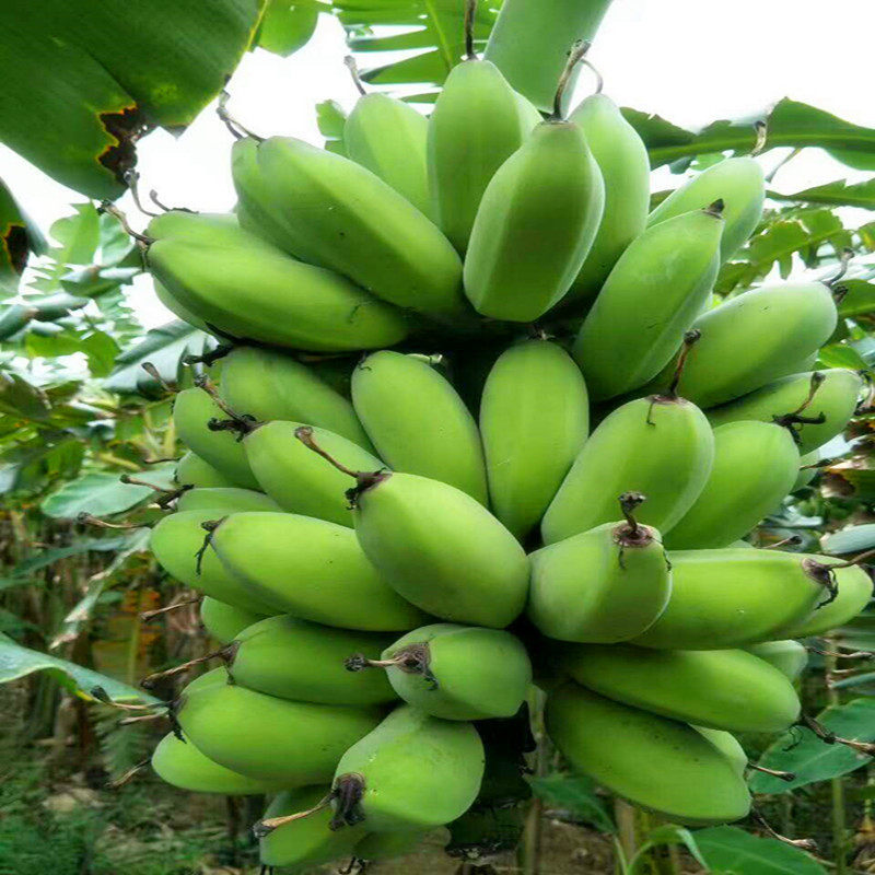 苹果香蕉小米焦粉蕉帝王蕉绿香蕉野生芭蕉水果香蕉新鲜大芭蕉5斤,淘宝优惠券,粉丝福利购,淘宝优惠卷