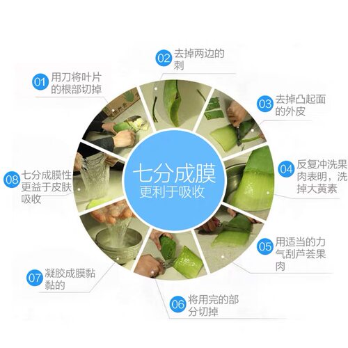 墨西哥米邦塔食用仙人掌植物盆栽外敷药用大型室内绿植嫁接蟹爪兰 - 图1
