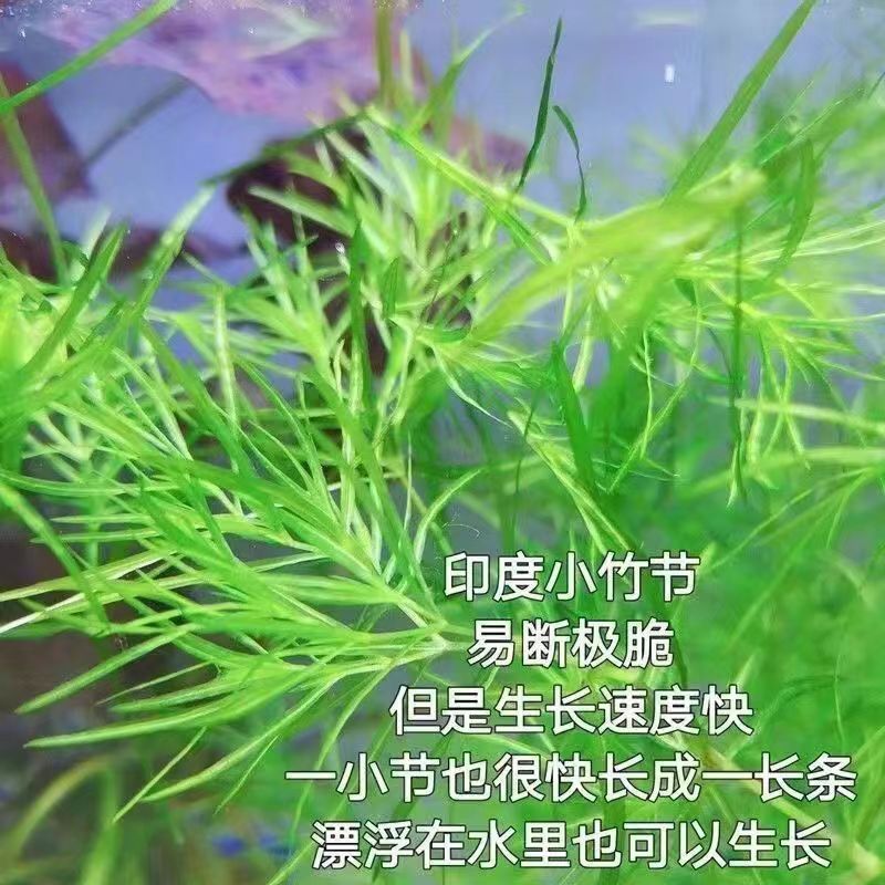 水草印度小竹节草新手好养耐活懒人阴性水草鱼缸装饰造景净化水质 - 图0