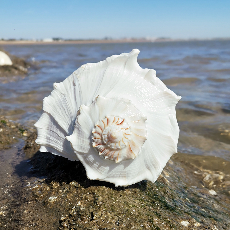 天然海螺贝壳左旋螺大海螺地中海家居橱窗鱼缸摆件把玩收藏专用螺-图0