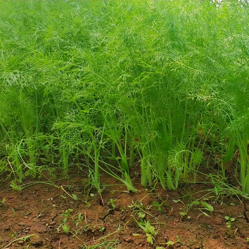 小茴香菜新鲜包邮嫩茴香苗回香荤香蔬菜产地直销农产品不带根 - 图2