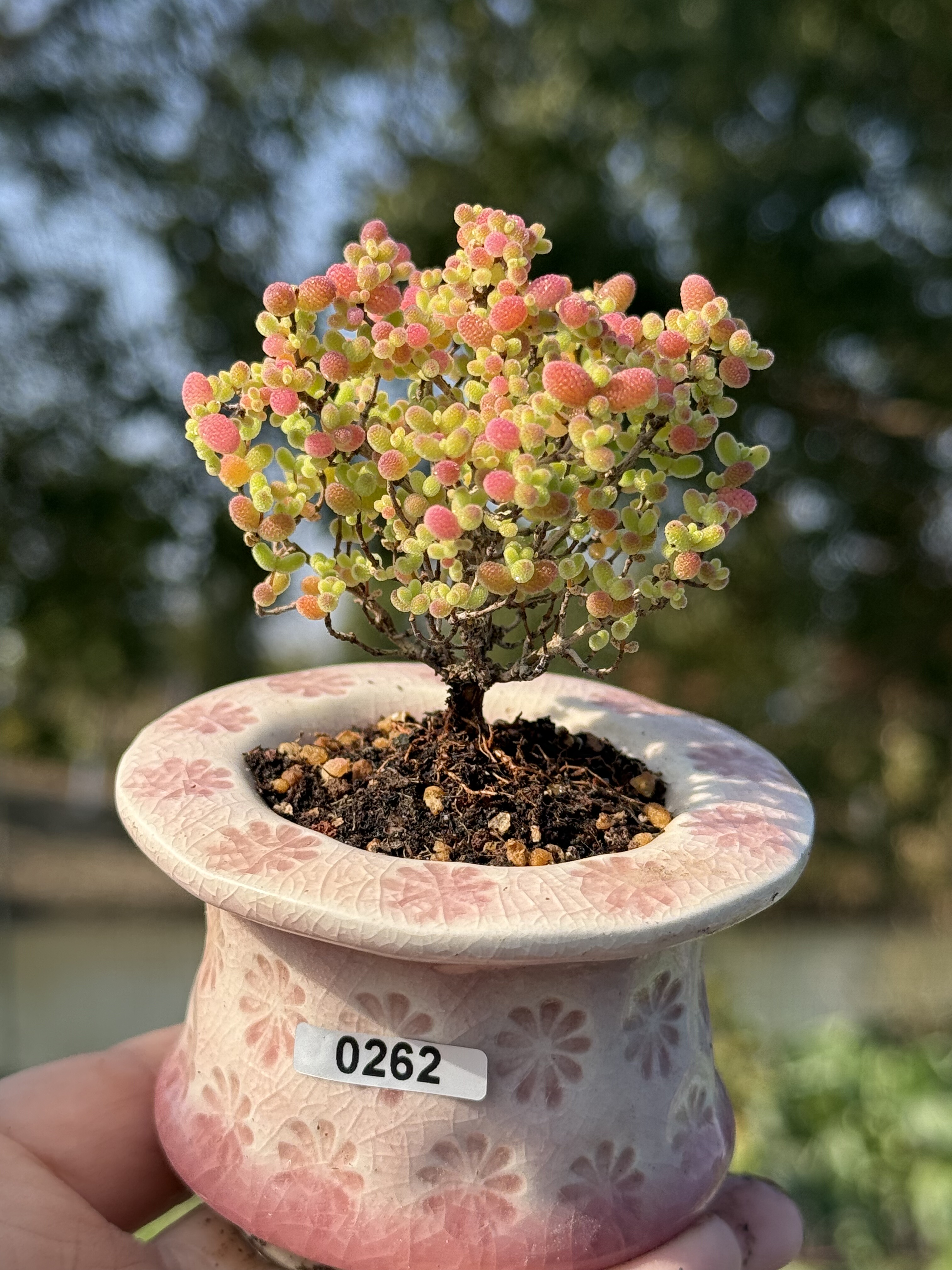 含盆，实生蜜橘糖球蜜桔枝干番杏小树形悬崖老桩多肉植物一物一拍,淘宝优惠券,粉丝福利购,淘宝优惠卷