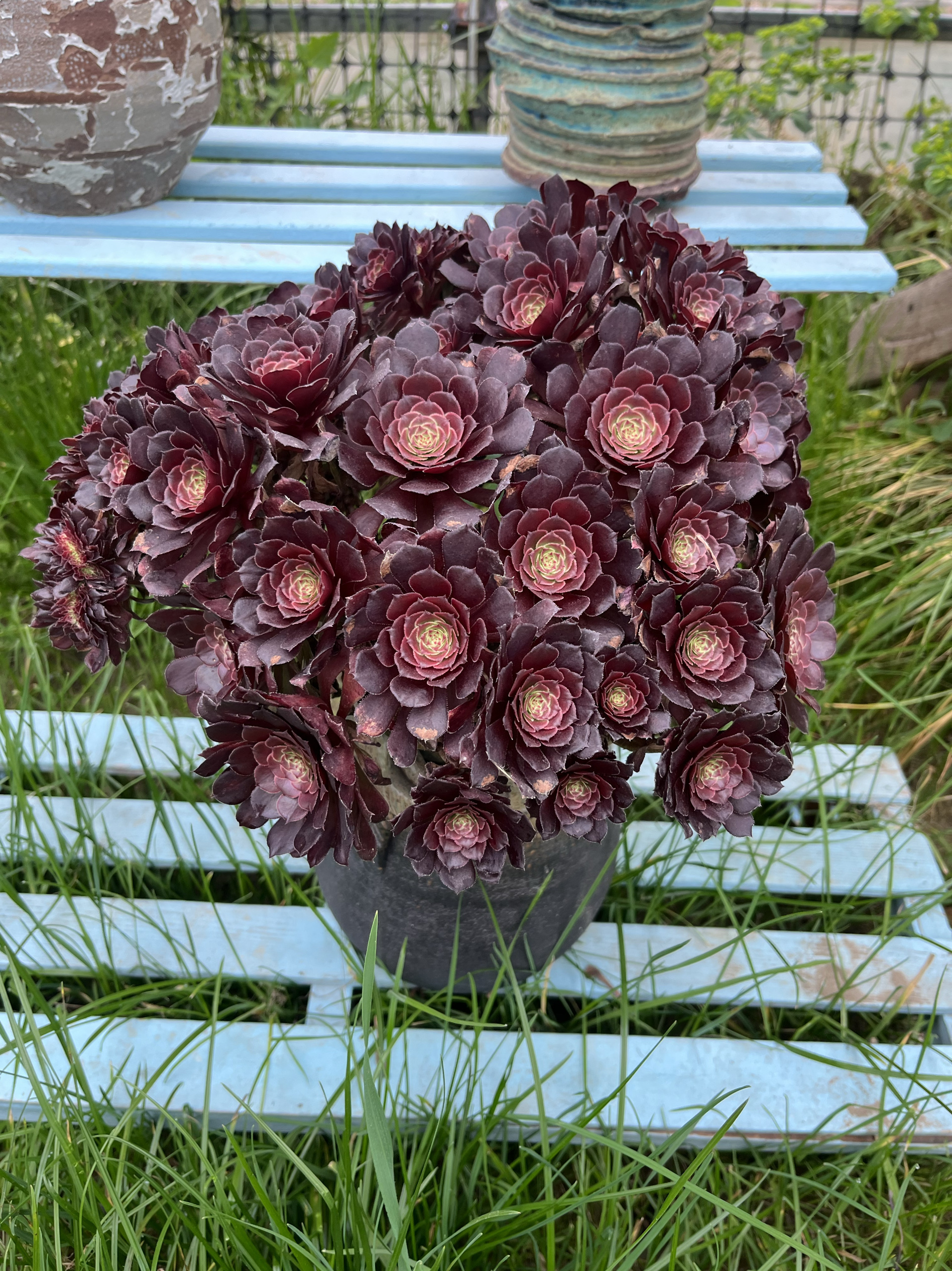 粉女巫法师水墨画黑法师香奈儿手捧花多肉植物缀化大老桩一物一拍-图2