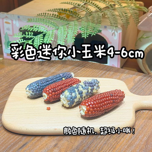 【一只笨鼠】仓鼠金丝熊花枝鼠磨牙造景躺手迷你小玉米磨牙玉米 - 图3