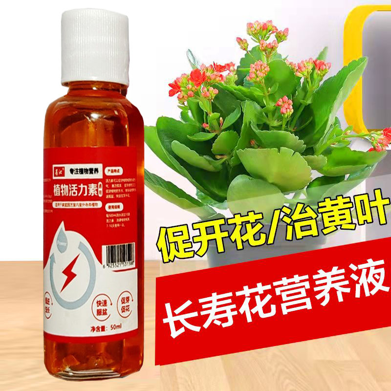 【爆满盆】长寿花专用肥促开花治黄叶增花蕾延花期营养液 - 图3