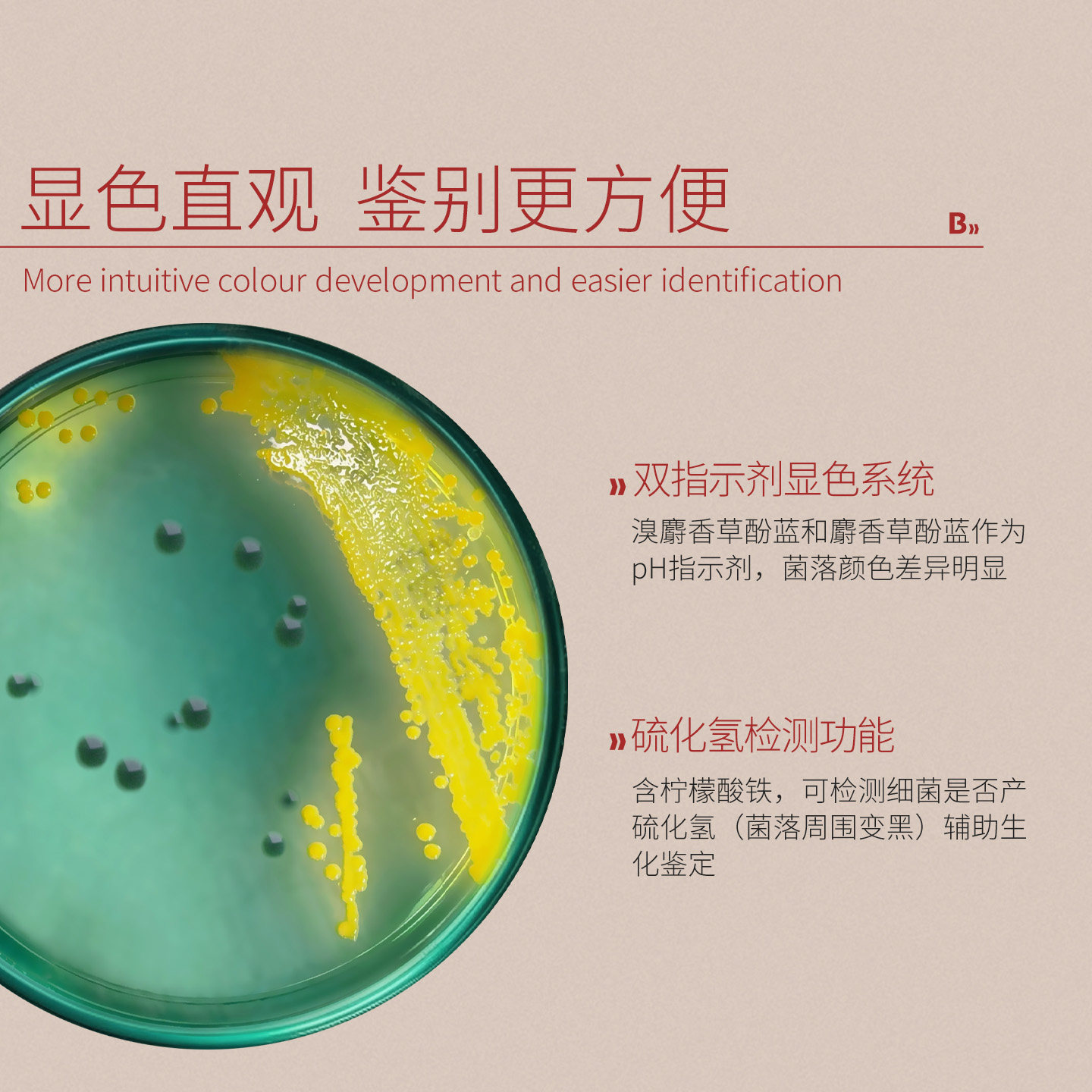 弧菌检测盒测试盒TCBS弧菌平板培养基皿海缸水产弧菌9cm海博生物,淘宝优惠券,粉丝福利购,淘宝优惠卷
