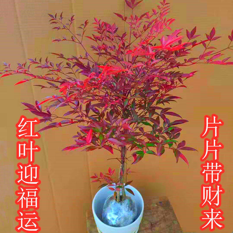 南天竹盆栽小苗火焰红室内花红天竹苗耐寒观叶花卉绿植物阳台盆景_虎窝淘