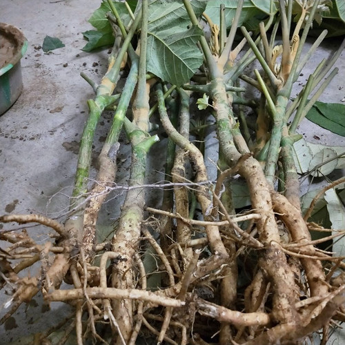 贵州通脱木中草药材通草根木通树大通草天麻子通花根新鲜现挖500g - 图3