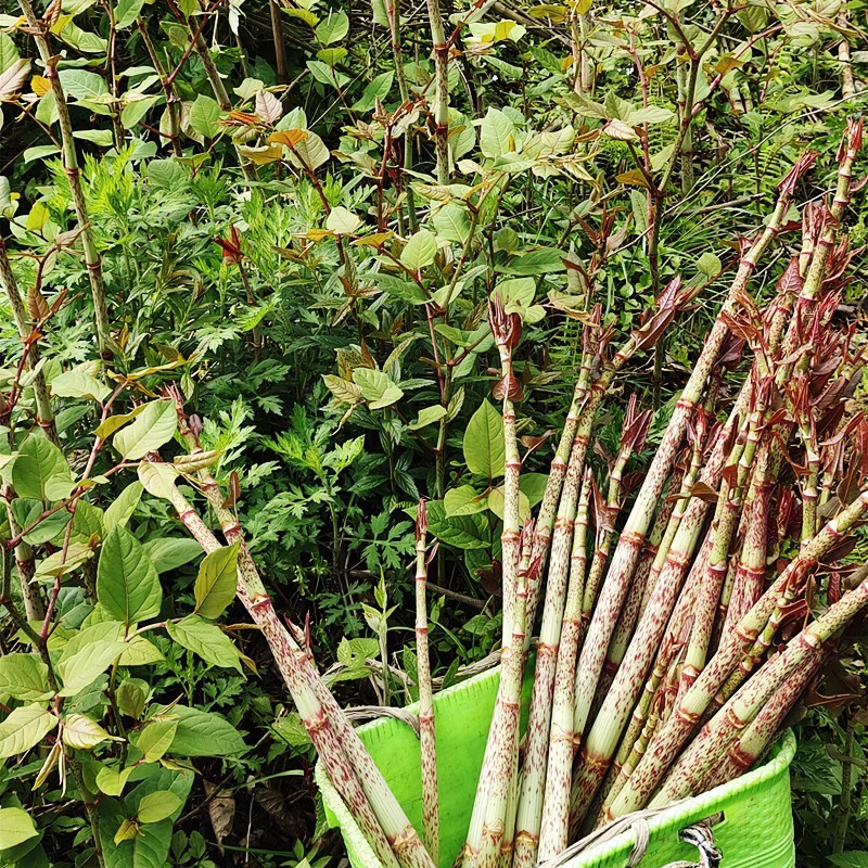 新鲜酸筒杆酸桶笋花斑竹大虫杖班龙紫虎杖嫩杆酸杆庭院栽种酸汤杆 - 图2