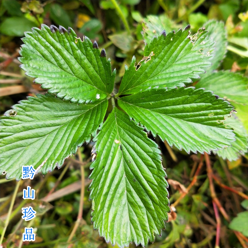 贵州草药五皮风五星草蛇含草五爪龙五叶莓新鲜现挖蛇含委陵菜食用 - 图1