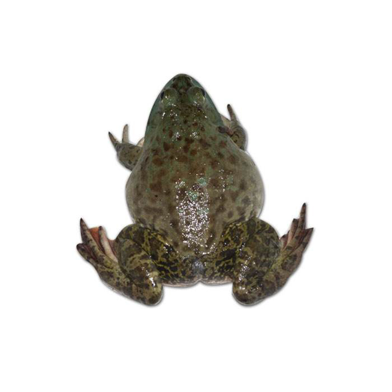 (鲜活)牛蛙  300g/只