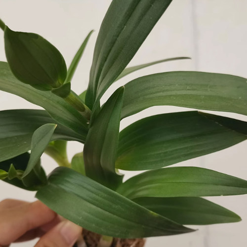 石斛兰花盆栽特级泼墨石斛带花苞室内阳台花卉四季来花不断花期长 - 图1