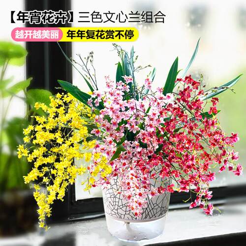 香水文心兰梦香浓浓奶香味花开上百朵 冬春带花苞出售桌面盆载 - 图1