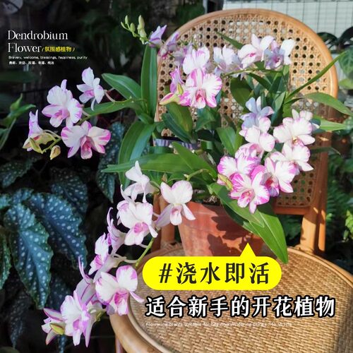 秋石斛泼墨石斛兰花盆栽带花苞澳洲香水耐寒浓香桌面盆景绿植好养 - 图1