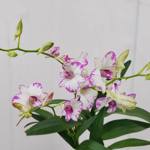 石斛兰花盆栽特级泼墨石斛带花苞室内阳台花卉四季来花不断花期长 - 图0
