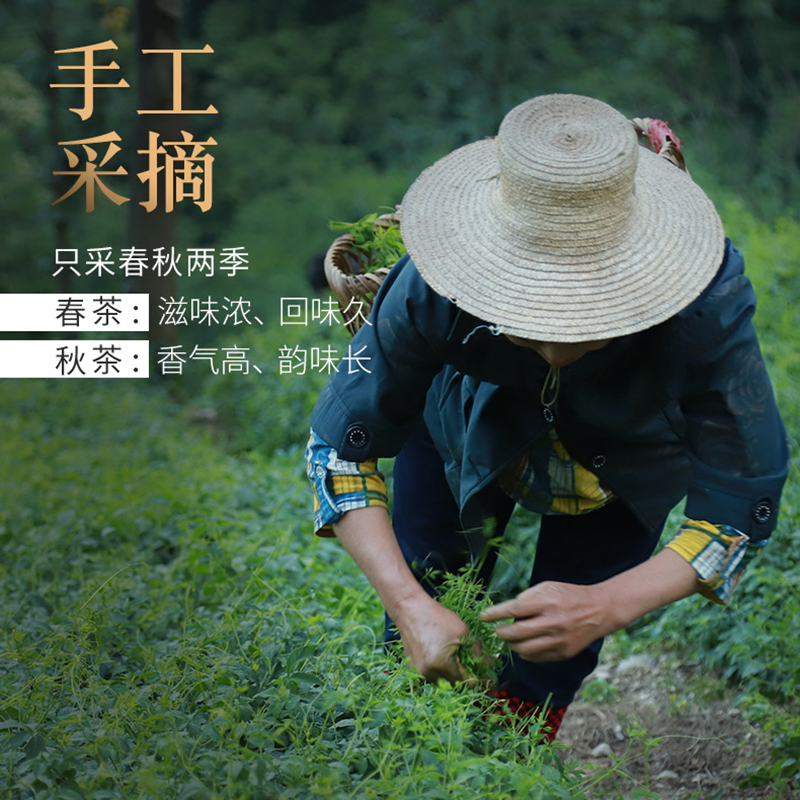 2024新茶500g平利绞股蓝官方正品野生特五叶七叶级胶股蓝茶龙须茶 - 图3