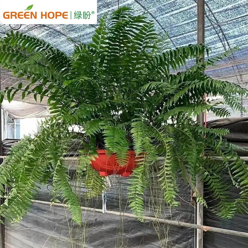 霸王蕨长叶垂吊式蕨类植物客厅书房长叶肾蕨净化空气吸甲醛好养 - 图0