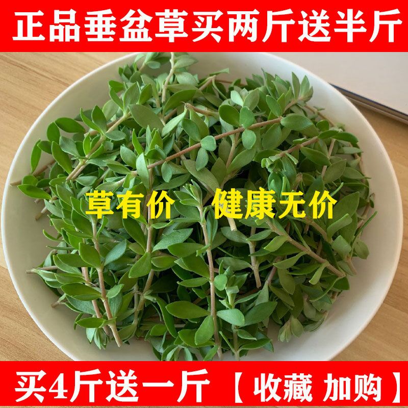 垂盆草盆栽药用中药材正宗新鲜食用央视同款养肝护肝解毒种植物苗-图1