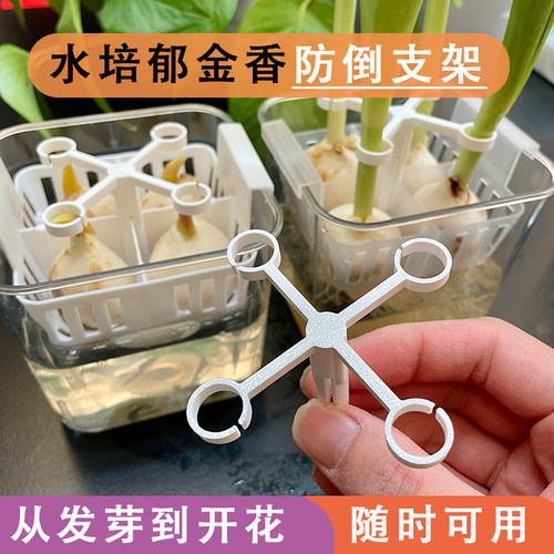 水培郁金香防倒支架塑料固定器从发芽到开花懒人免绑固定架子 - 图1