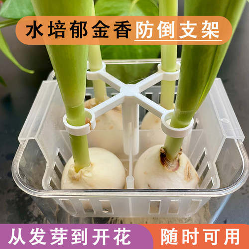 水培郁金香防倒支架塑料固定器从发芽到开花懒人免绑固定架子 - 图3