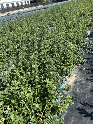 直播专用f6 - 图0