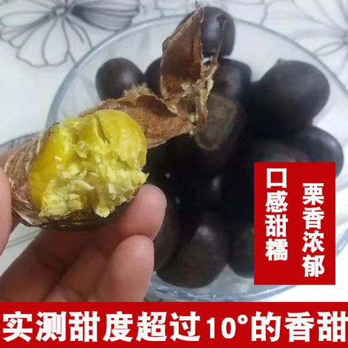 2025正宗迁西野生农家现摘即食小板栗生新鲜散装毛栗子5斤油锥栗 - 图0