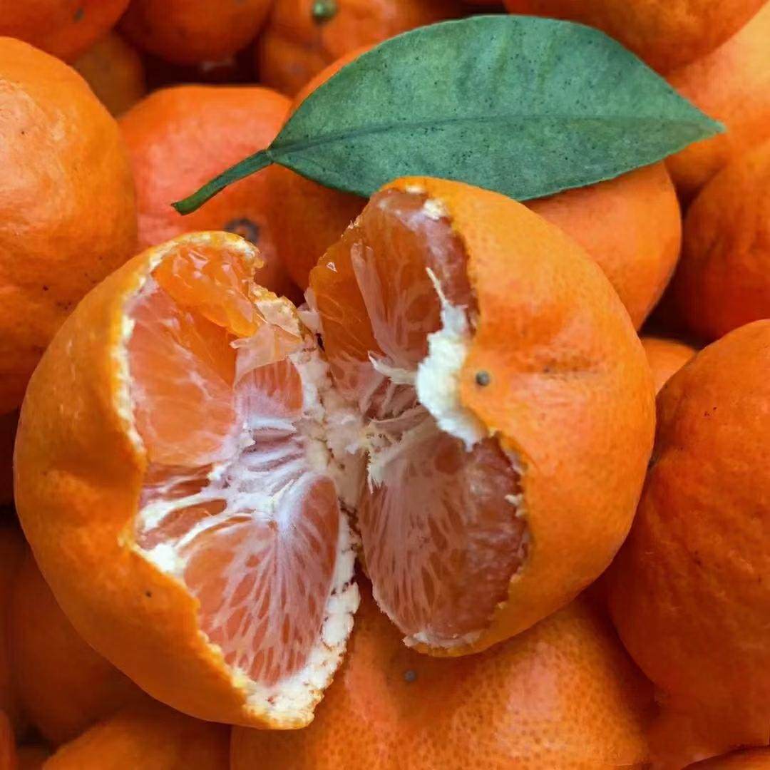 正宗临海涌泉蜜桔早熟宫川高山现摘现发当季橘子10斤包邮现货,淘宝优惠券,粉丝福利购,淘宝优惠卷