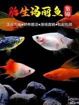 Maryfish Mickey Fish Red Arrow Fetal Raw Leather Ball Pregnancy Fish cub Raging Tropical Fish Breeding Moonfish
