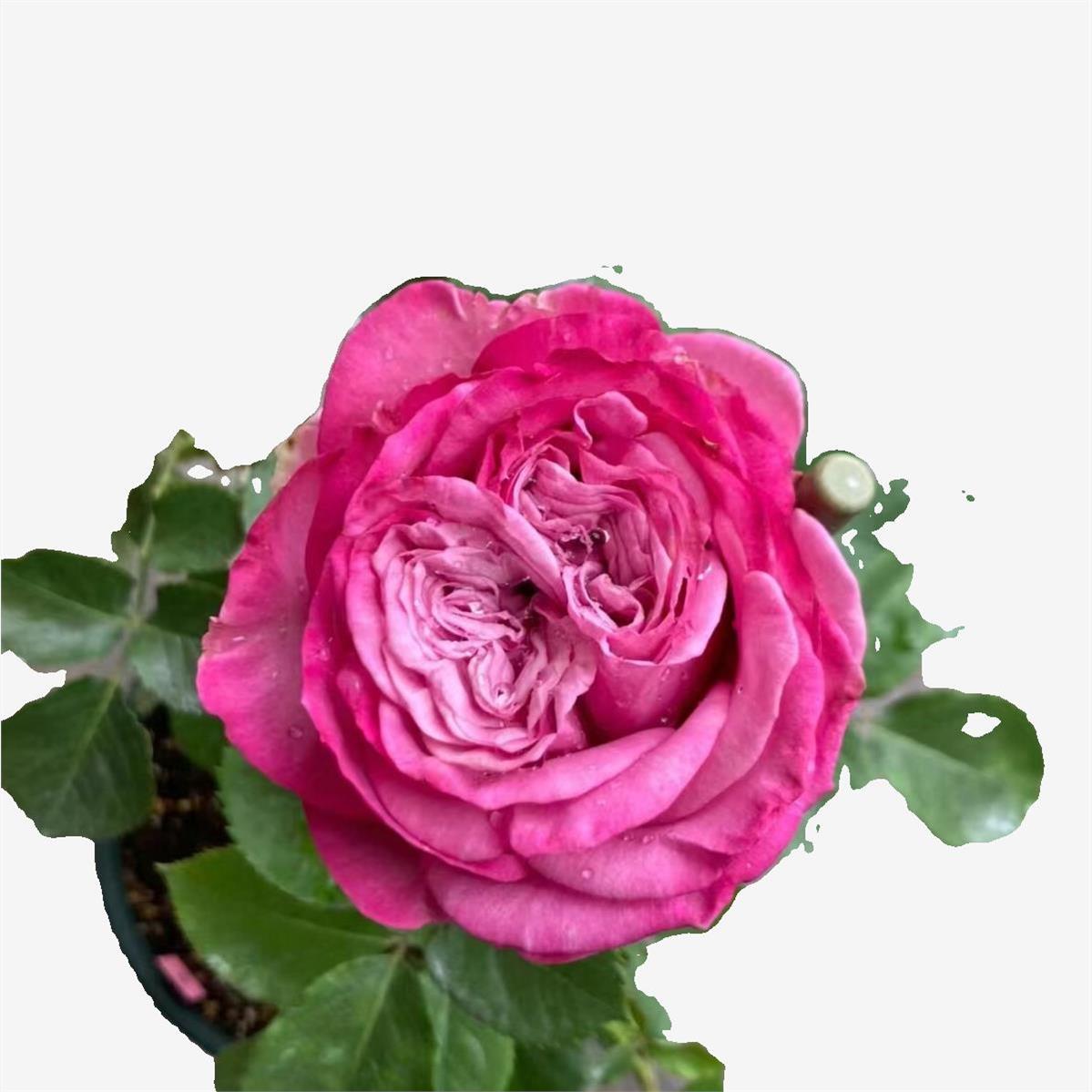 蓝调 月季花苗紫色灌木大花庭院阳台盆栽开花植物花苗 - 图3