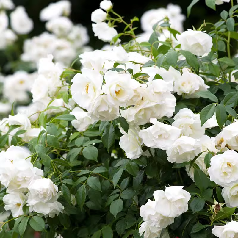 直立冰山月季玫瑰花苗 灌木丰花多头勤花纯白洁白月季玫瑰扦插苗 - 图2