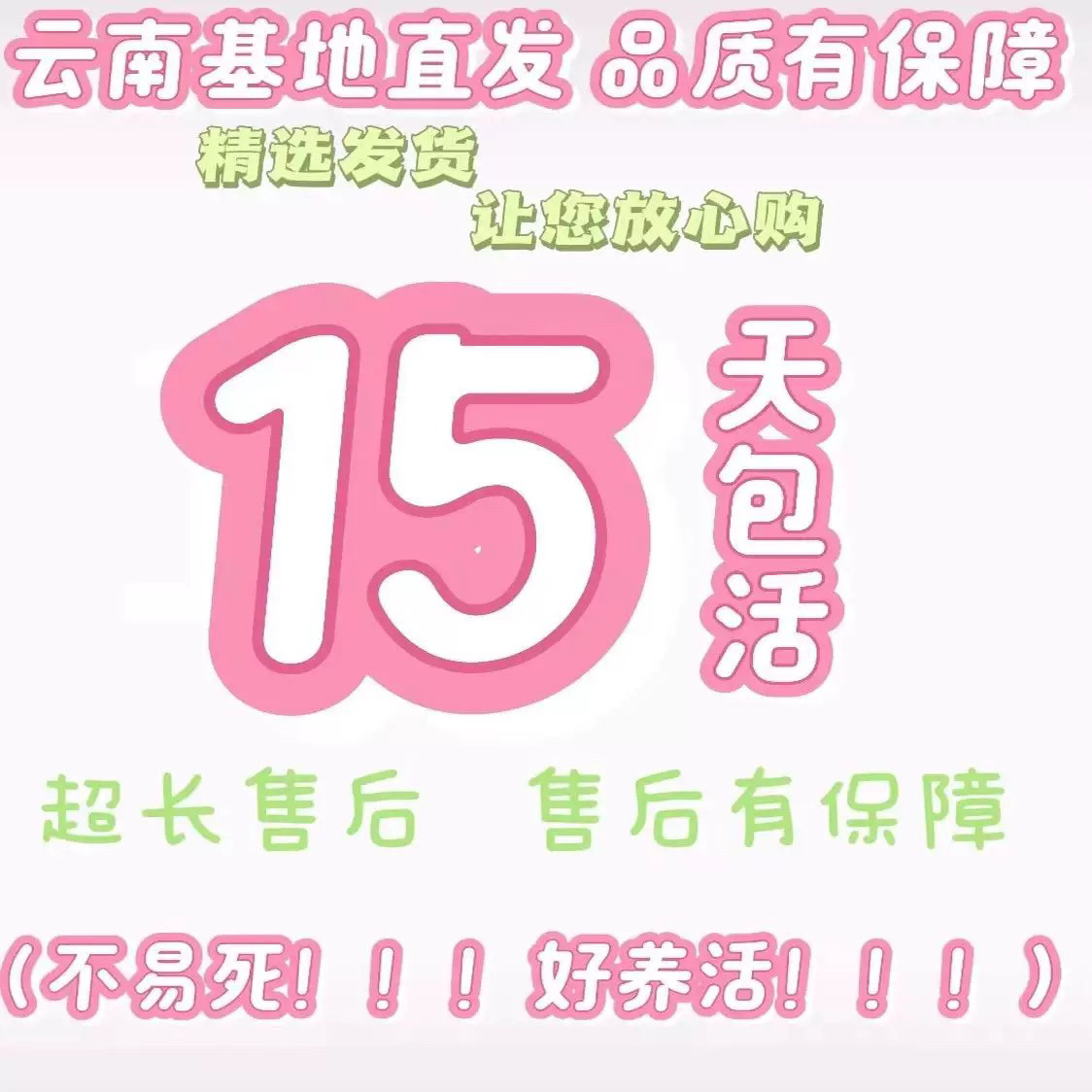 群生 老桩多肉系列  各种造型老桩多肉植物云南直发 新手专属多肉,淘宝优惠券,粉丝福利购,淘宝优惠卷