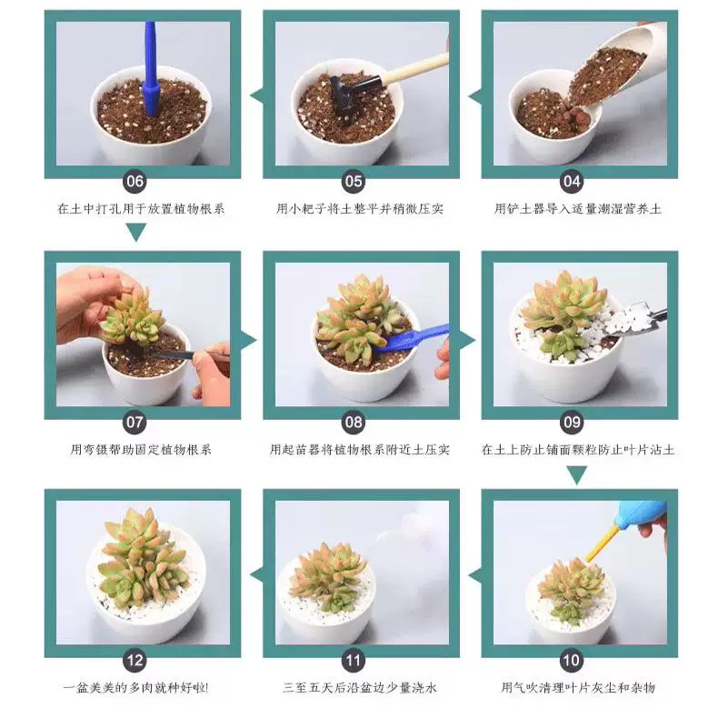 群生 老桩多肉系列  各种造型老桩多肉植物云南直发 新手专属多肉,淘宝优惠券,粉丝福利购,淘宝优惠卷