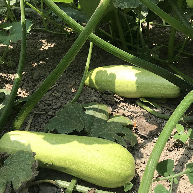 晓玲农场自种新鲜现摘西葫芦小瓜嫩菜瓜茭瓜时令蔬菜宝宝辅食-图3