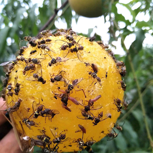 粘虫球丝瓜果实蝇贴诱蝇球针蜂马蜂色引诱剂果蝇诱捕器双面黄板纸