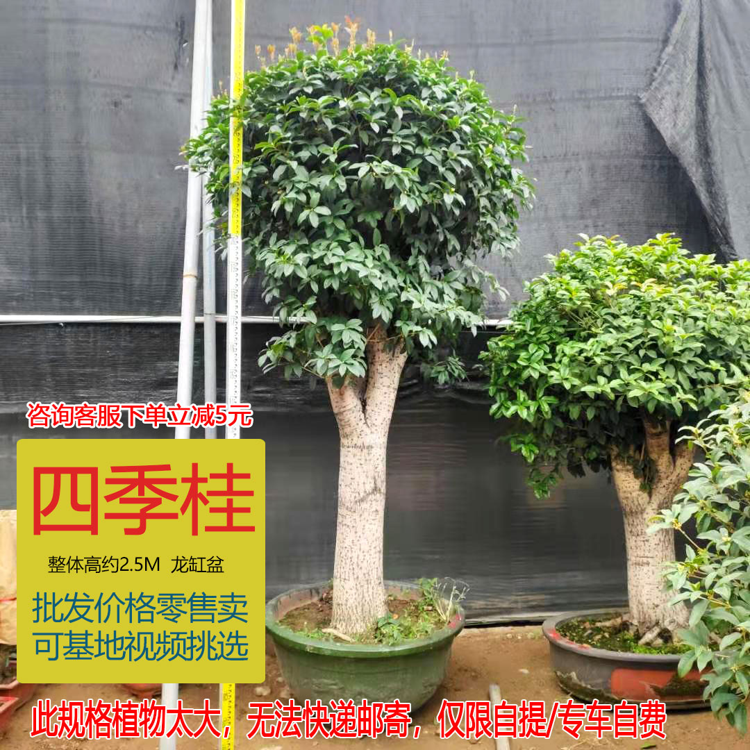 四季桂花盆栽浓香型大树室内外客厅阳台植物净化空气四季常青耐养 - 图0