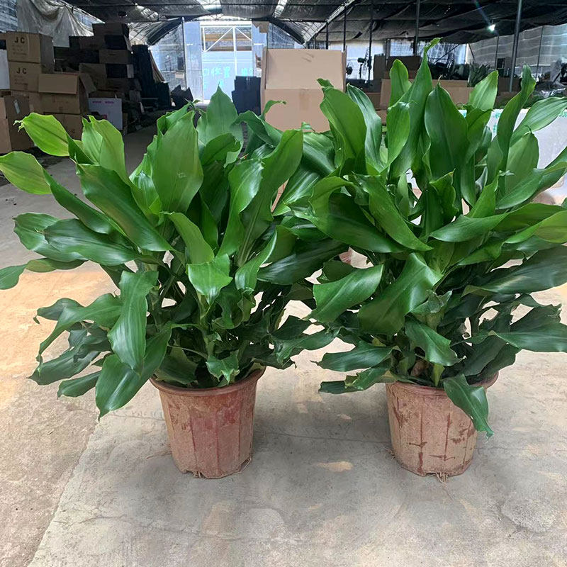 螺纹铁盆栽纽纹卷叶铁中大型室内客厅办公耐阴植物四季常青易养护,淘宝优惠券,粉丝福利购,淘宝优惠卷