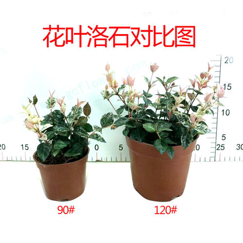 花叶络石盆栽黄金红彩叶洛石室内办公桌面易养护四季常青绿植花卉 - 图0
