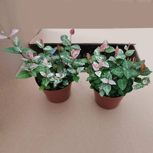 花叶络石盆栽黄金红彩叶洛石室内办公桌面易养护四季常青绿植花卉 - 图3