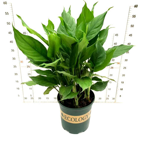 万年青盆栽客厅植物观叶银皇后花粉黛室内四季常青水土养净化空气 - 图0