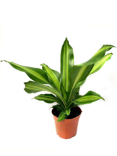 也门铁盆栽巴西木香龙血树彩叶植物室内办公客厅四季常青观叶花卉 - 图3