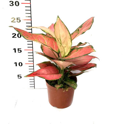 贵夫人盆栽吉利满堂红吉祥如意万年青皇后室内小型观叶粗肋草植物 虎窝淘