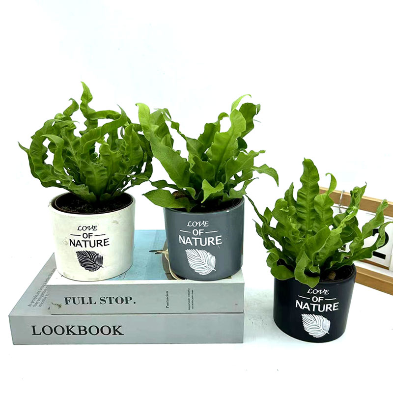 火焰鸟巢蕨盆栽室内观叶绿植办公桌摆易养护耐阴净化空气四季常青 - 图0