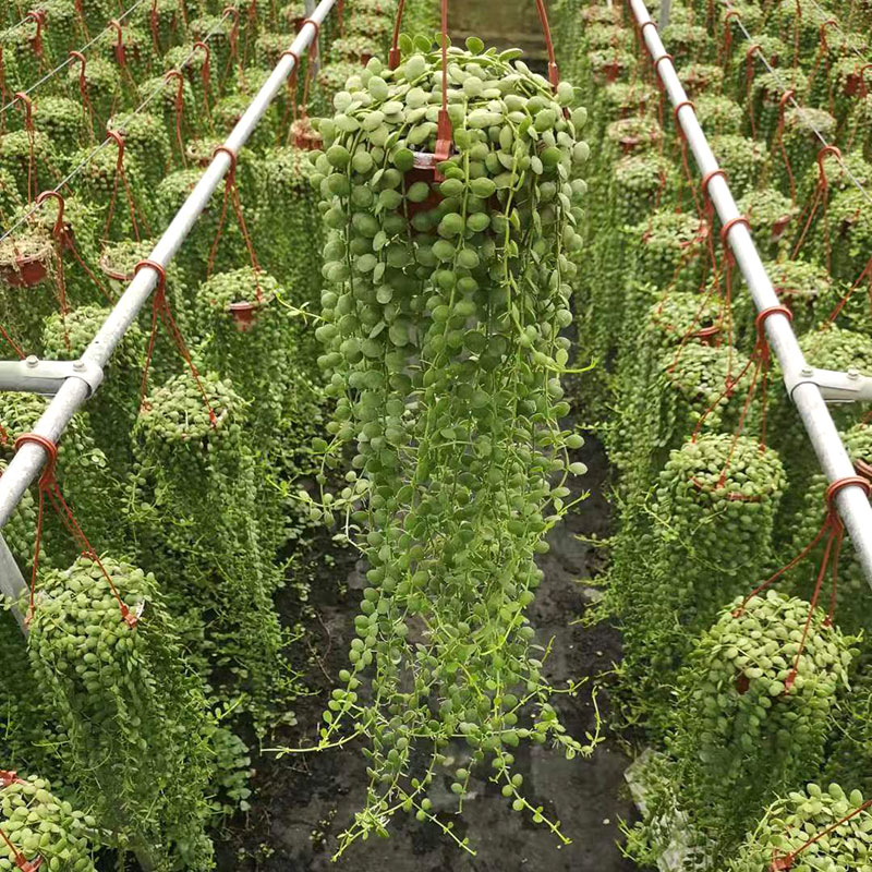 猪笼草盆栽扑蝇草食虫植物室内桌面阳台吃蚊子创意送礼趣味花卉苗 - 图2