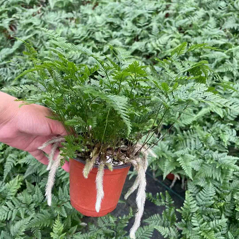 小狼尾蕨盆栽兔脚蕨银线蕨室内桌面办公绿植墙微景观雨林缸耐阴寒,淘宝优惠券,粉丝福利购,淘宝优惠卷