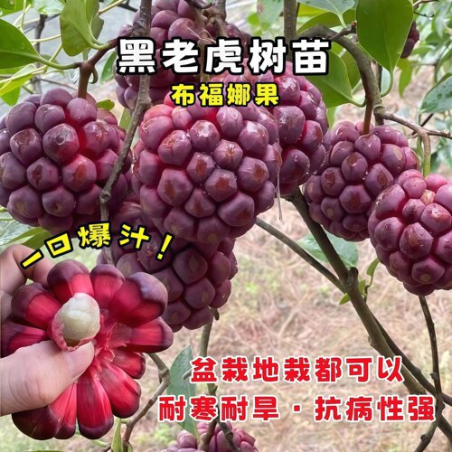 黑老虎树苗紫黑布福娜果苗大血藤果盆栽地栽爬藤当年结果恶魔果实 - 图1