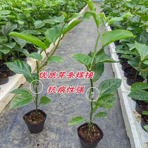 台农百香果苗嫁接苗纯甜百香果苗四季结果爬藤三个月结果带土带叶 - 图0